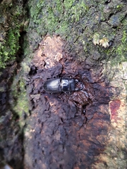 Aegus laevicollis formosae