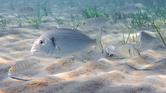 Sparus auratus