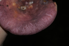 Heterophyllidia