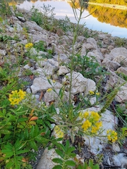 Erysimum cheiranthoides