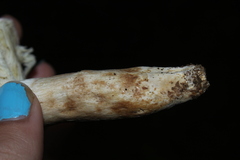 Heterophyllidia