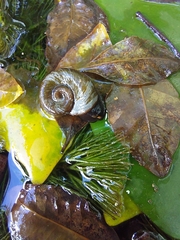 Mollusca
