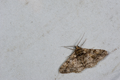 Alcis taiwanovariegata