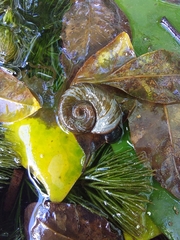 Mollusca