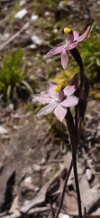 Thelymitra luteocilium