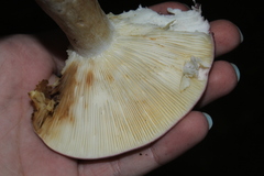 Heterophyllidia