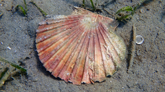 Pecten jacobaeus