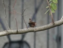 Troglodytes hiemalis