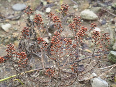 Lysimachia mauritiana