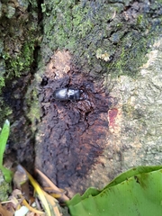 Aegus laevicollis formosae