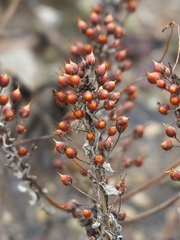 Lysimachia mauritiana