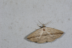 Carsina kanshireiensis