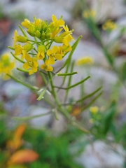 Erysimum cheiranthoides