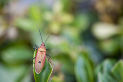 Dysdercus fuscomaculatus