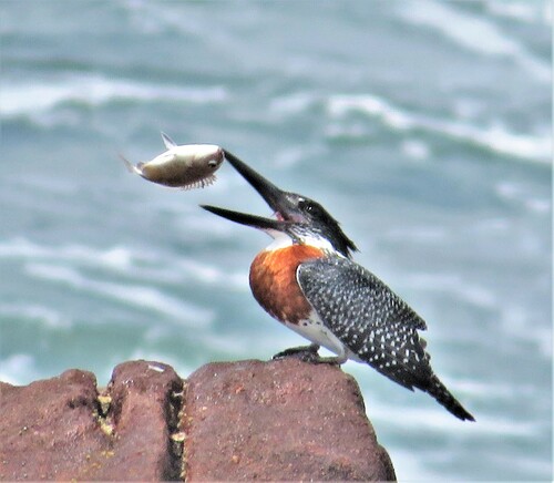 Giant Kingfisher
