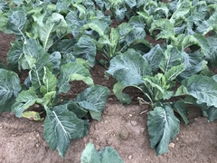 Rhamphospermum nigrum