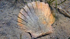 Pecten jacobaeus
