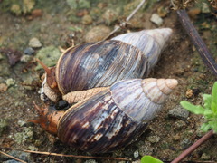 Lissachatina immaculata
