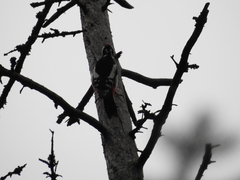 Dendrocopos major