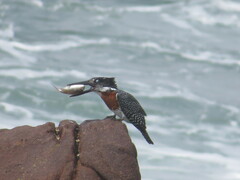 Megaceryle maxima maxima