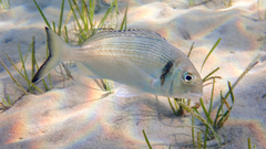 Sparus auratus