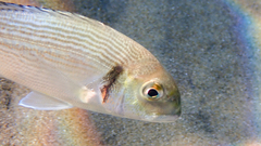 Sparus auratus