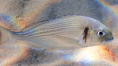 Sparus auratus