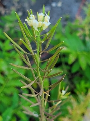 Erysimum cheiranthoides