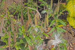 Asclepias tuberosa