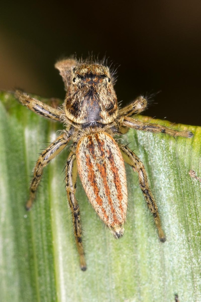 Marpissa radiata