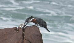 Megaceryle maxima maxima