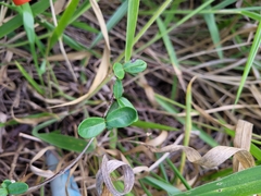 Eugenia pyriformis