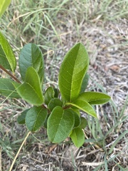 Sideroxylon lanuginosum