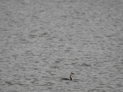 Podiceps cristatus