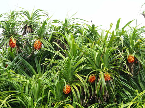 Pandanus odoratissimus iNat (2)