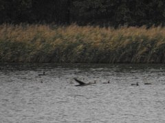 Phalacrocorax carbo
