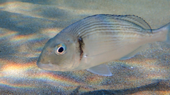 Sparus auratus