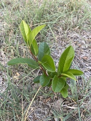 Sideroxylon lanuginosum