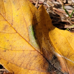 Phyllonorycter geniculella