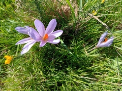 Crocus