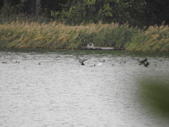 Phalacrocorax carbo