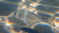 Sparus auratus