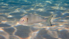Sparus auratus