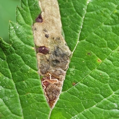 Ectoedemia
