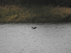 Phalacrocorax carbo