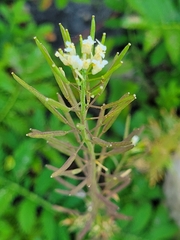 Erysimum cheiranthoides