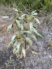 Asclepias oenotheroides