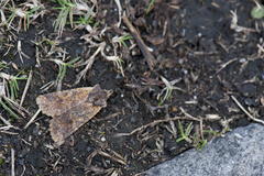 Rhynchaglaea perscitula