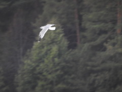 Larus canus
