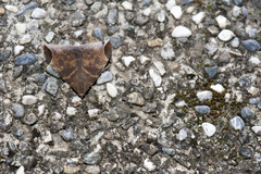 Pindara illibata